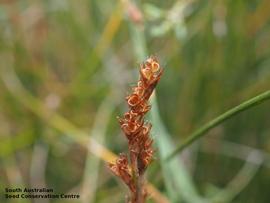   Infructescence :  Eurychorda complanata ; Photo by South Australian Seed Conservation Centre, used with permission 
